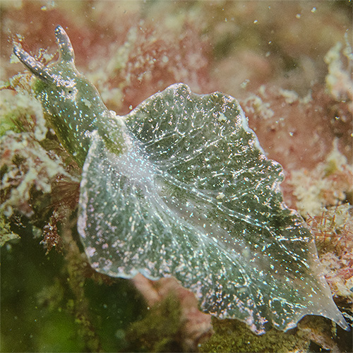 Groene Wierslak