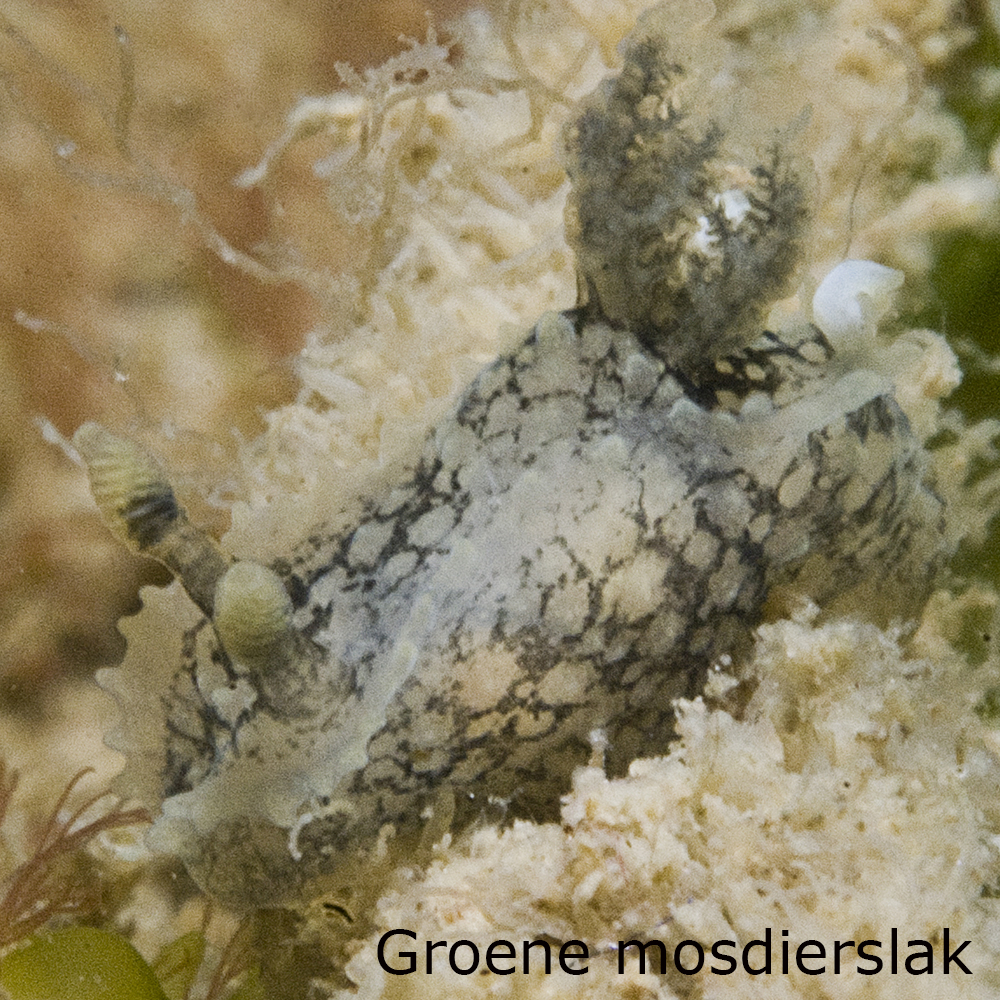 Groene mosdierslak
