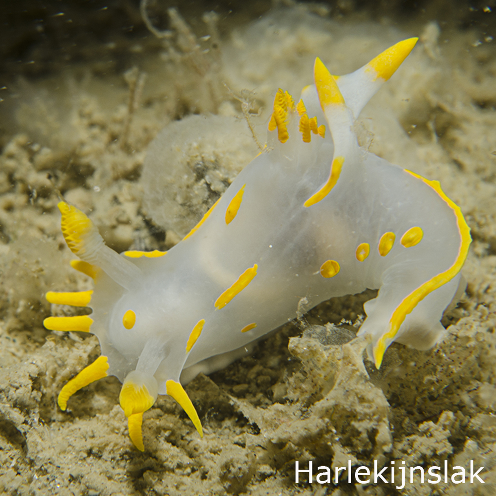 Harlekijnslak