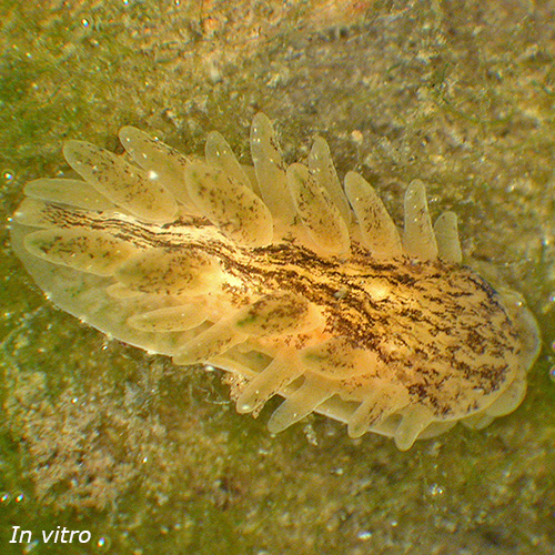 Kwelderslak