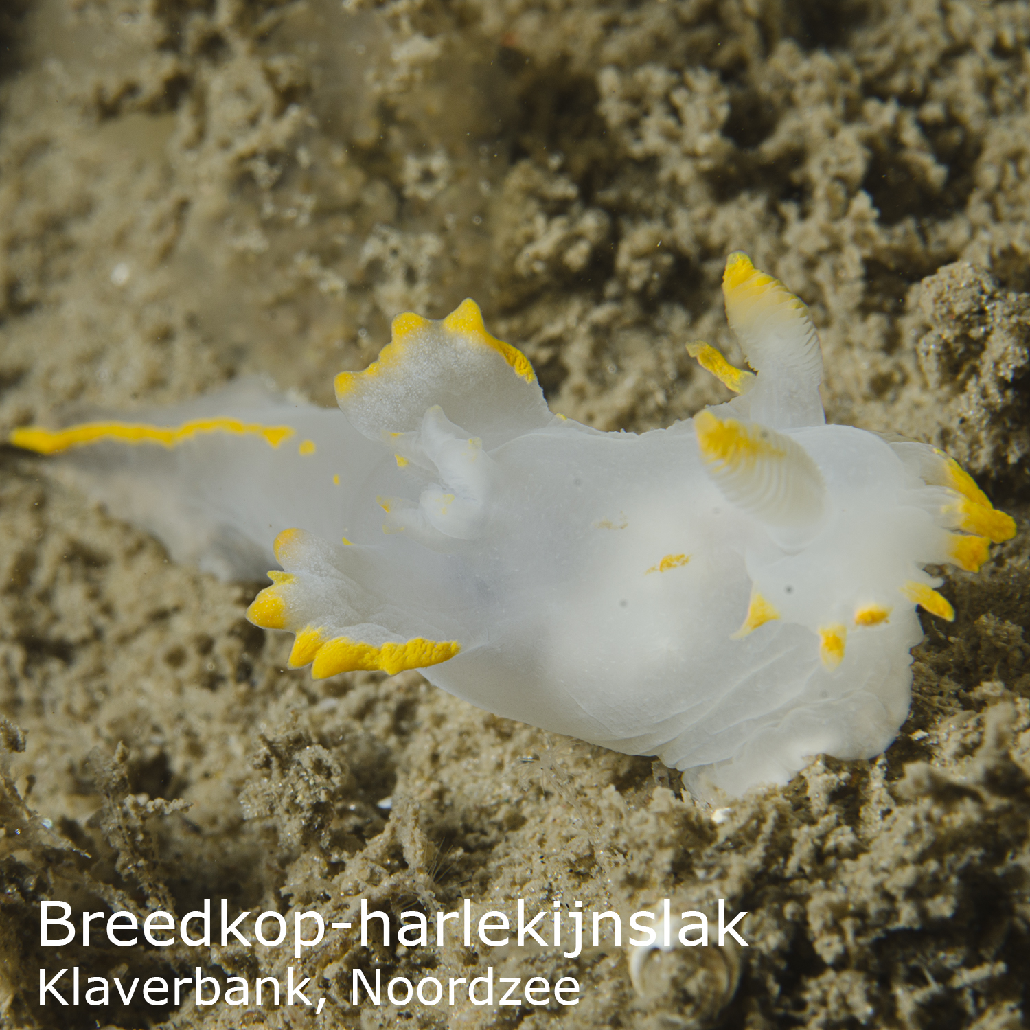 Breedkop-harlekijnslak
