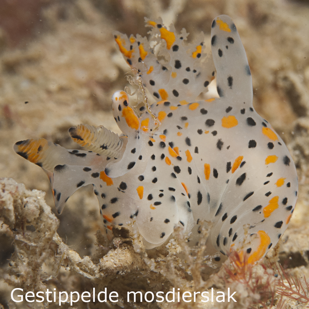 Gestippelde mosdierslak