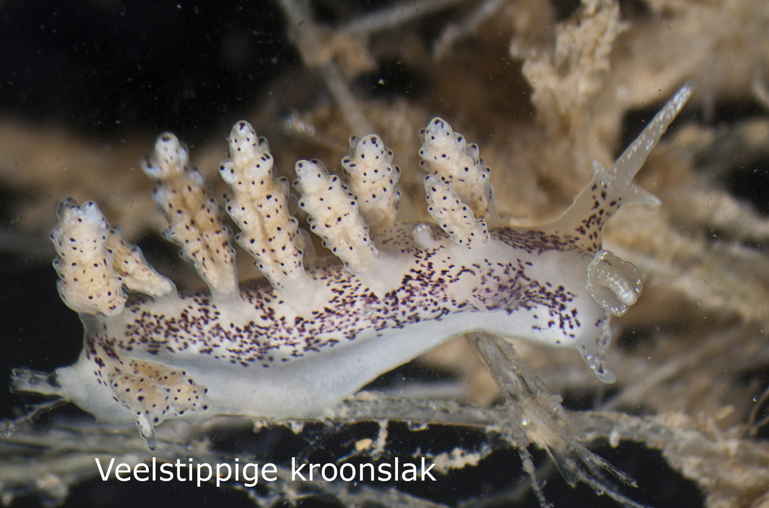 Veelstippige kroonslak
