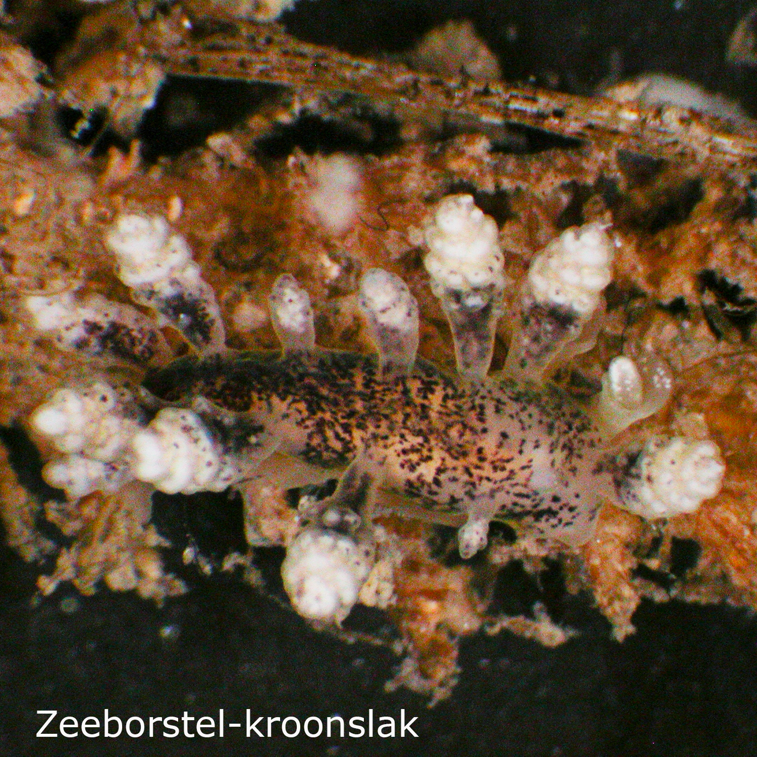 Zeeborstel-kroonslak