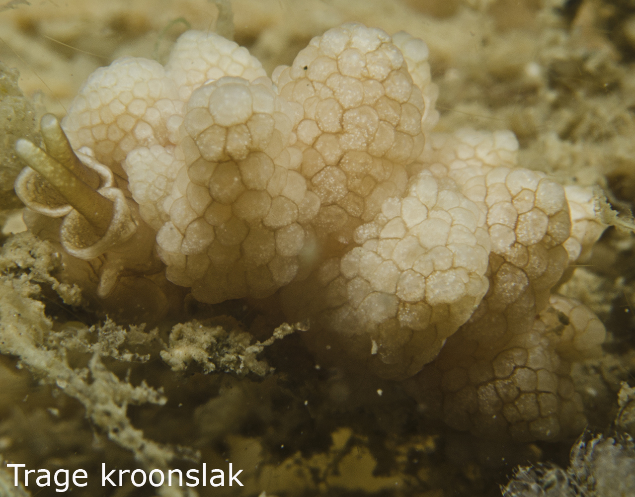 Trage kroonslak