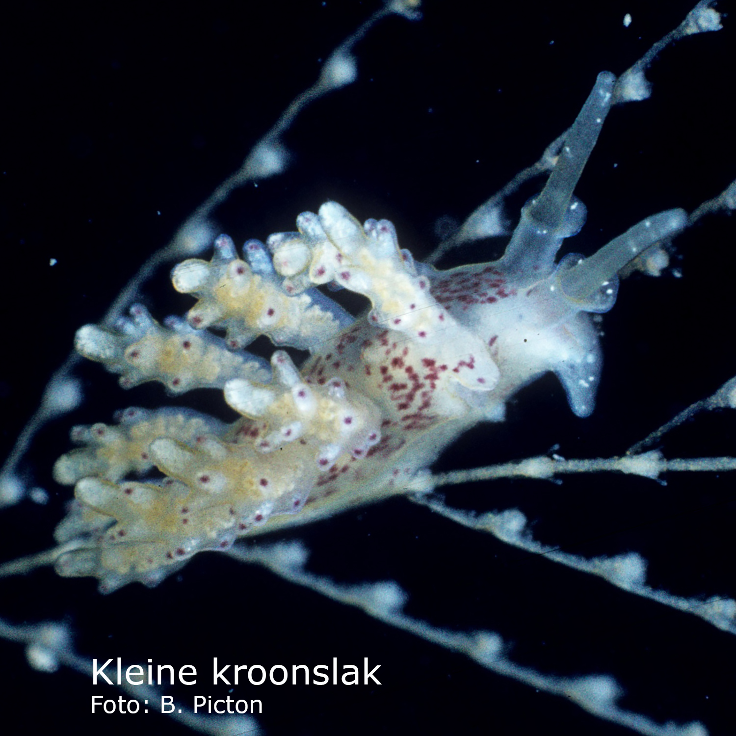 Kleine kroonslak