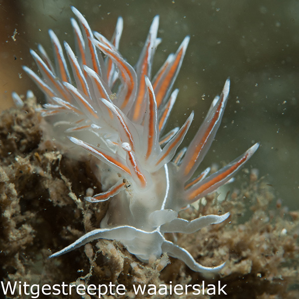 Witgestreepte waaierslak