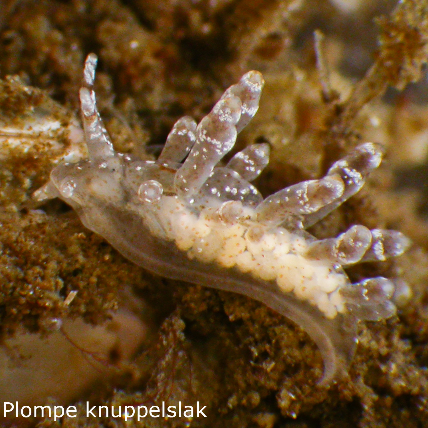 Plompe knuppelslak
