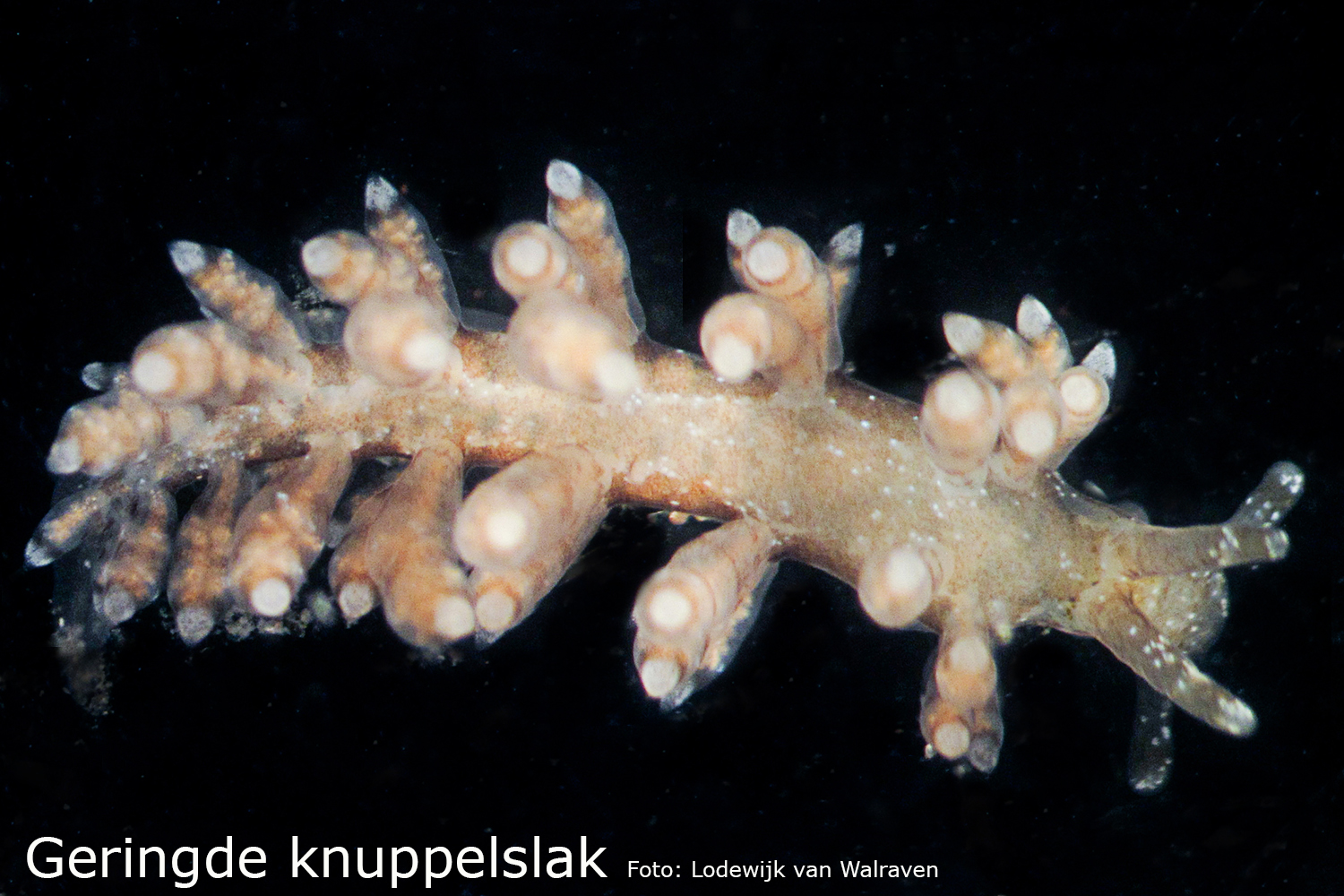 Geringde knuppelslak