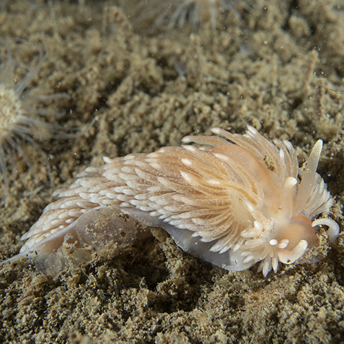 Grote vlokslak