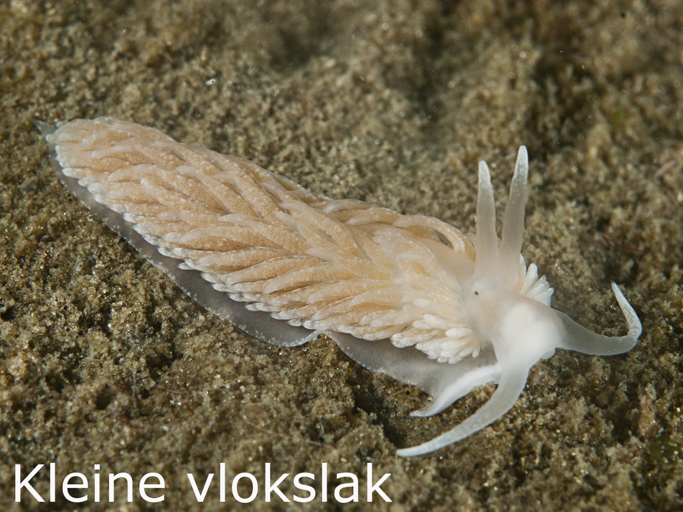 Kleine vlokslak