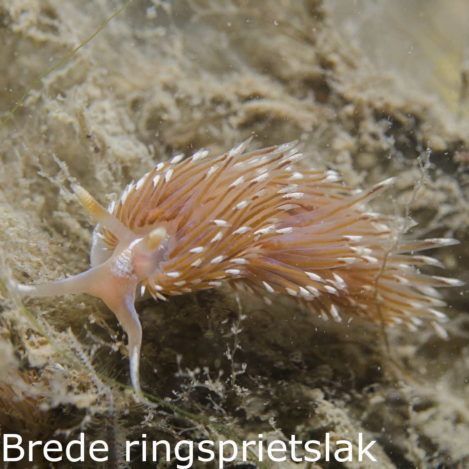 Brede ringsprietslak