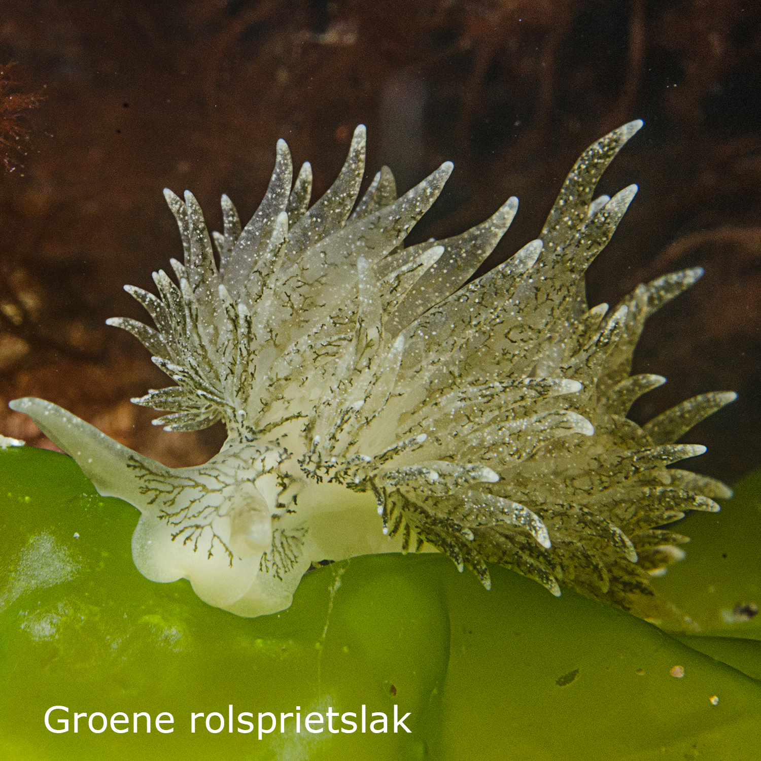 Groene rolsprietslak