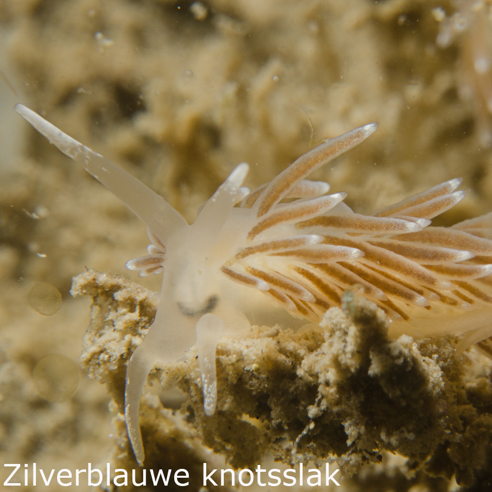 Zilverblauwe knotsslak