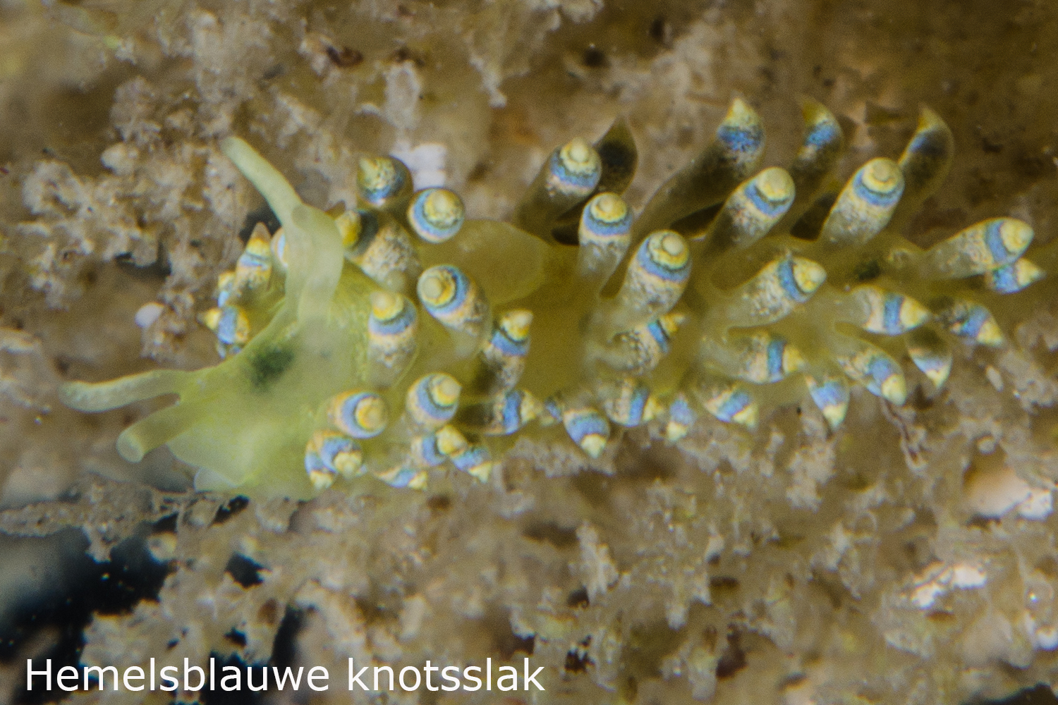 Hemelsblauwe knotsslak