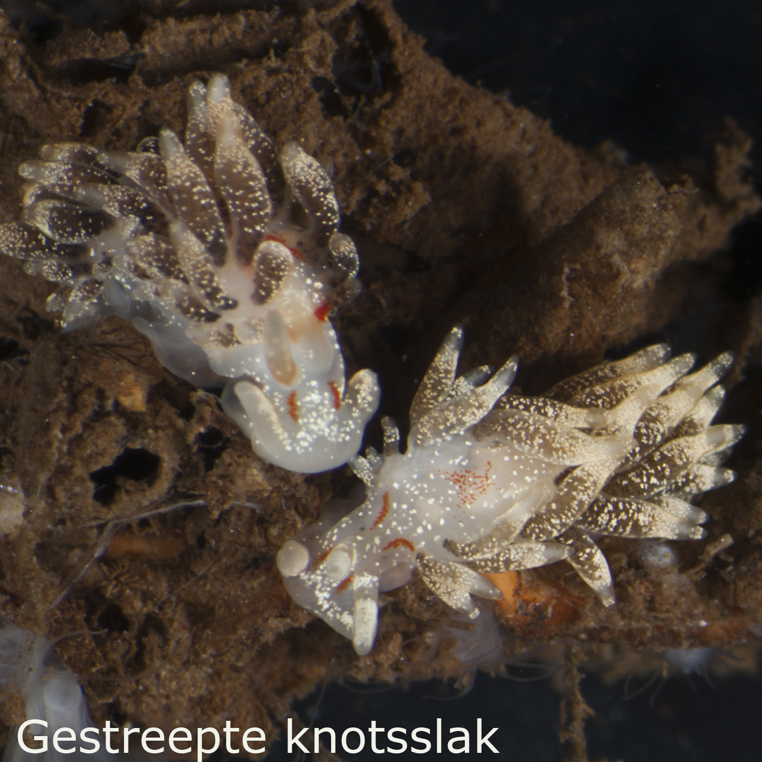 Gestreepte knotsslak