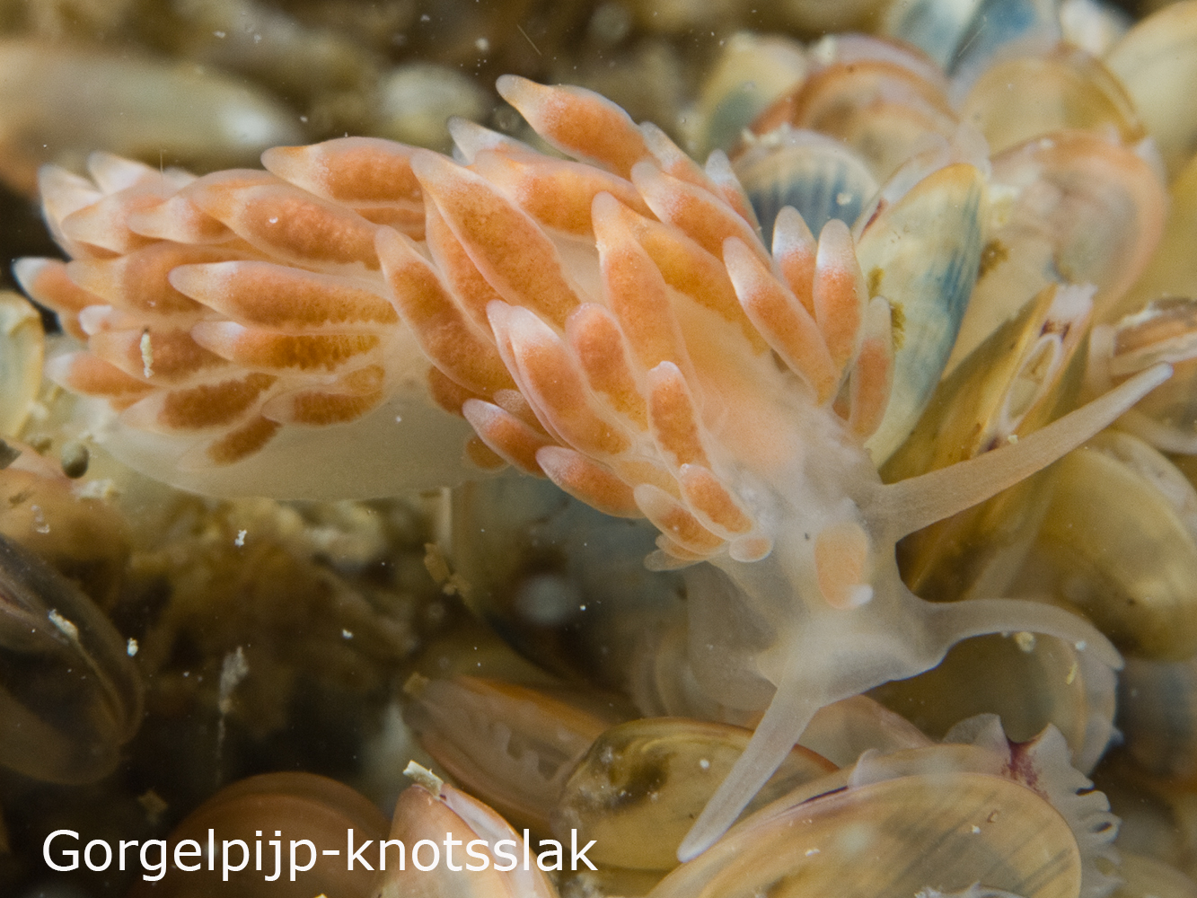 Gorgelpijp knotsslak