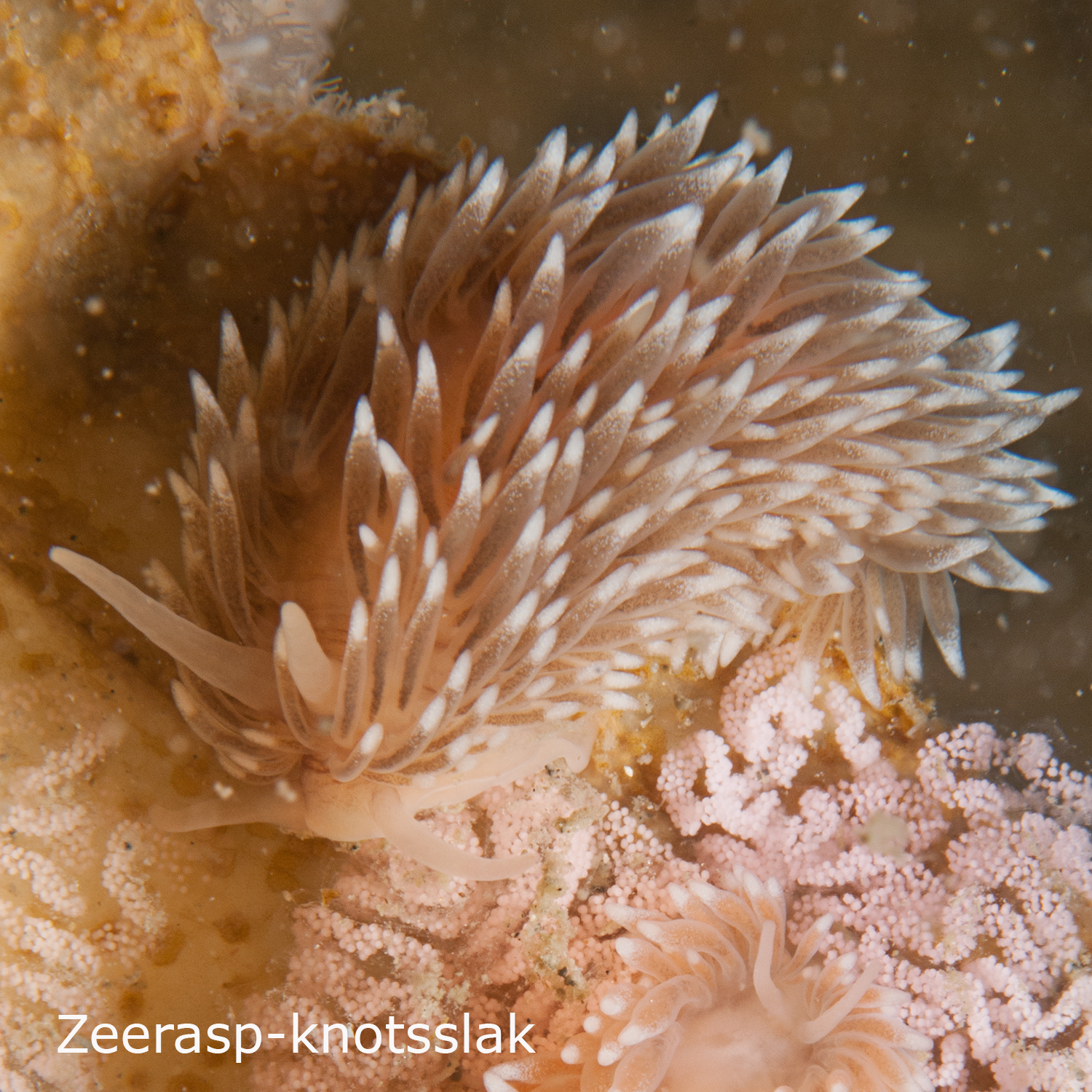 Zeerasp knotsslak