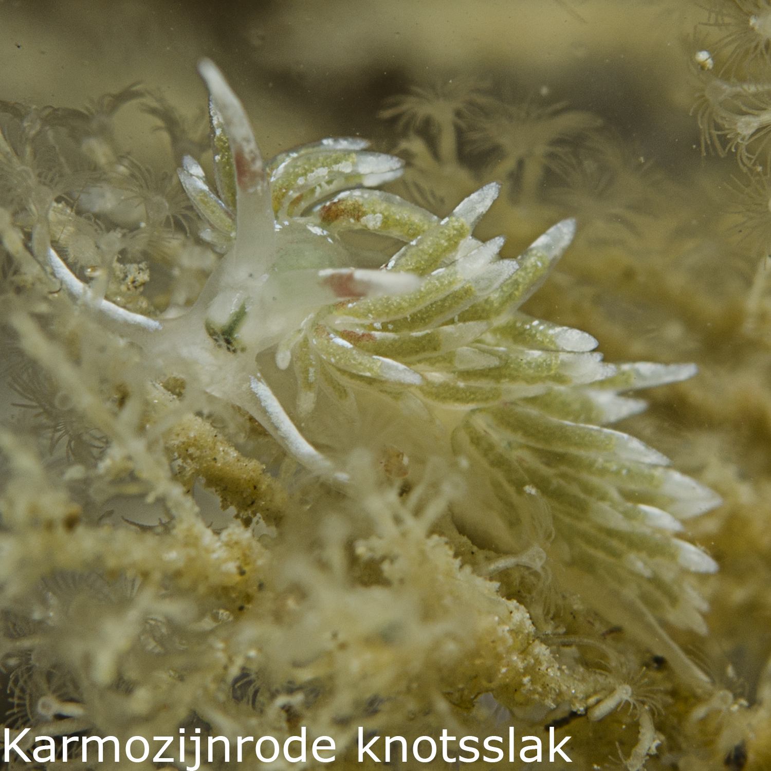 Karmozijnrode knotsslak