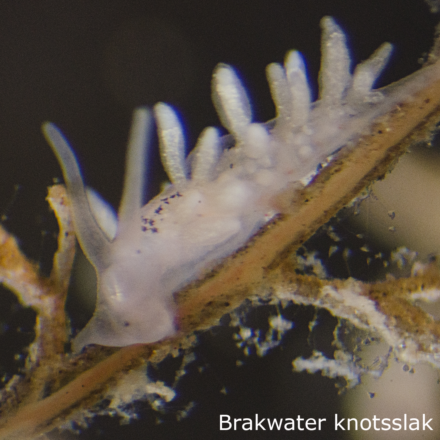 Brakwater-knotsslak