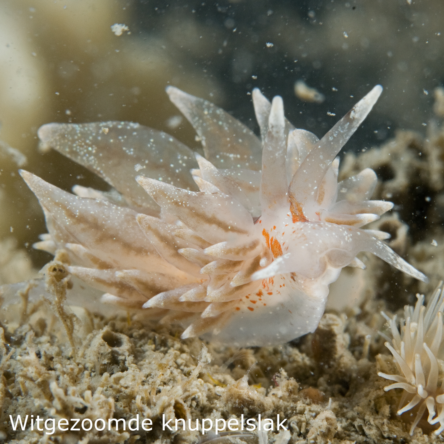 Witgezoomde knuppelslak