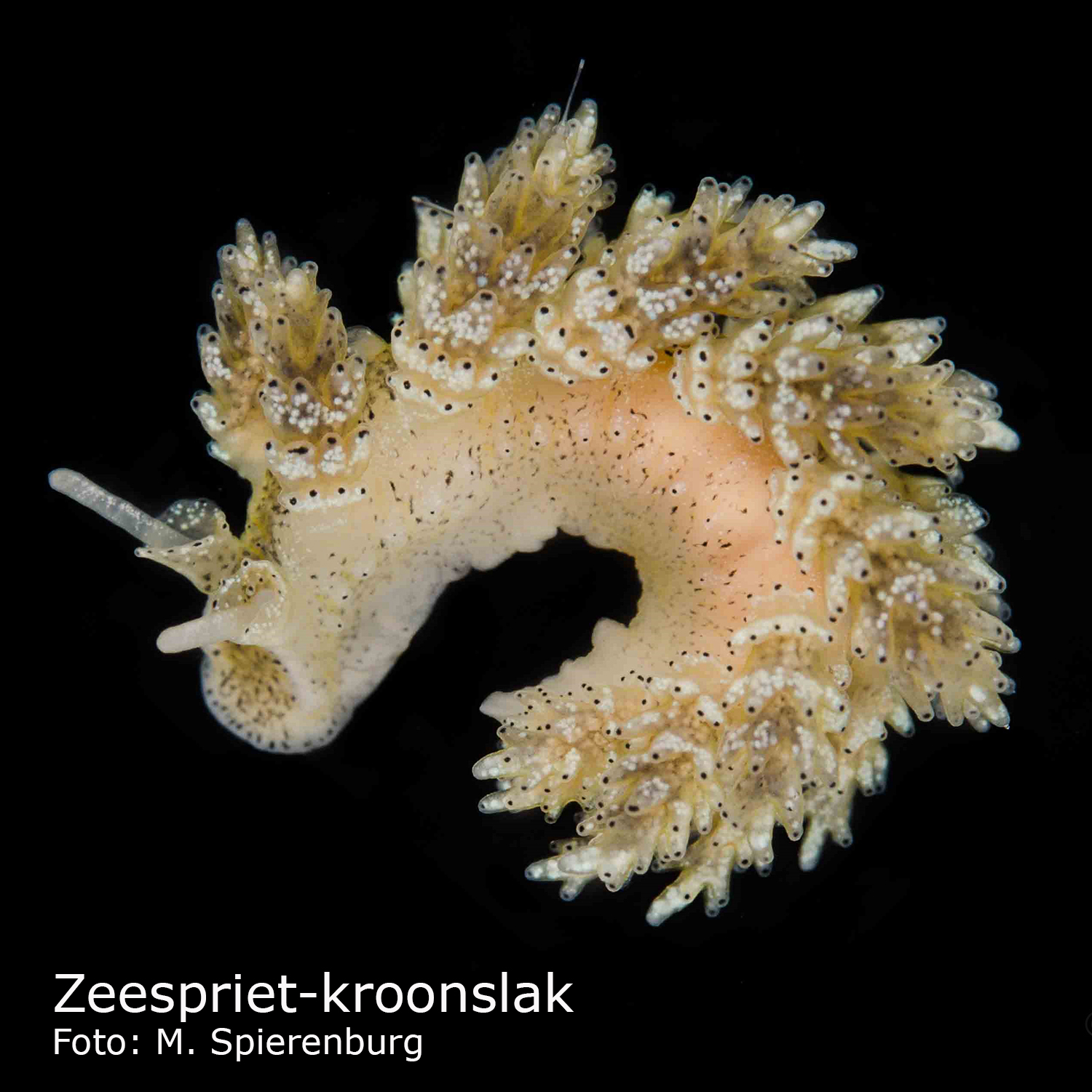 Zeespriet-kroonslak