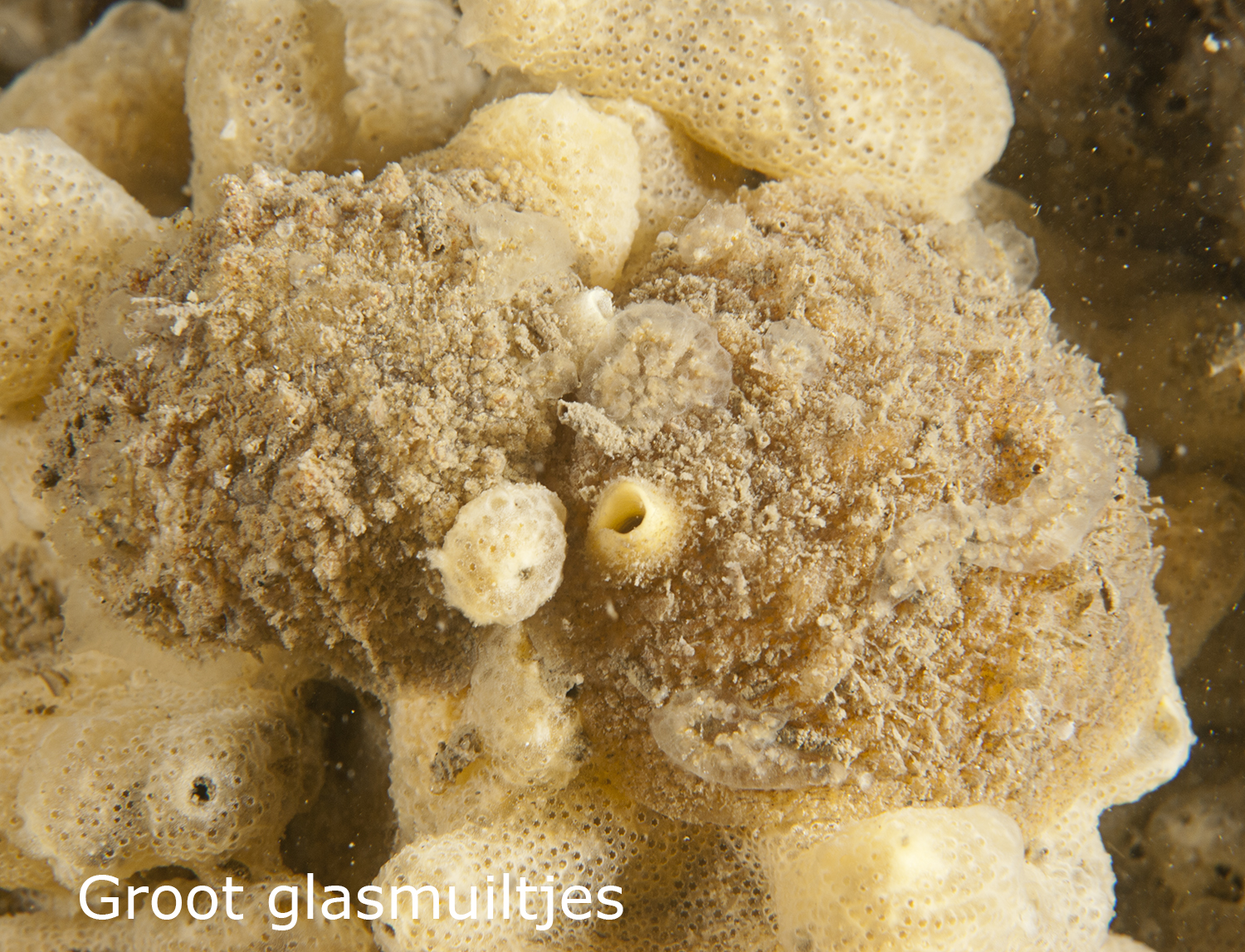Groot glasmuiltje