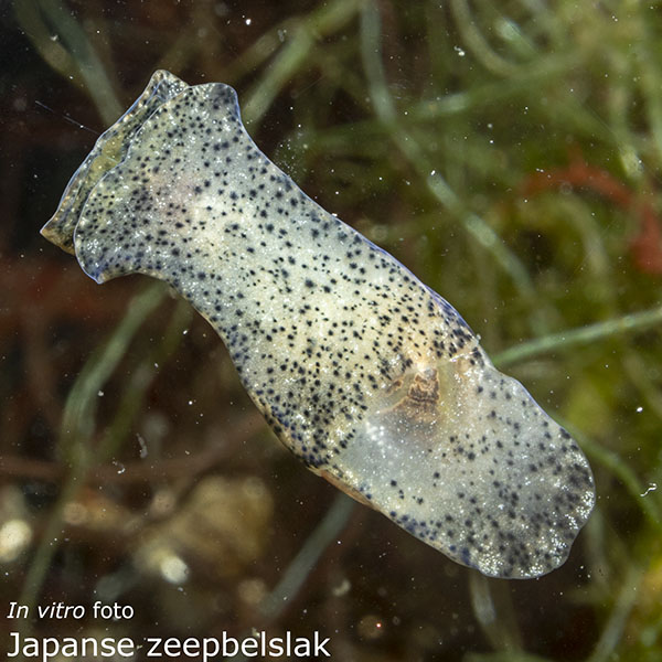 Japanse zeepbelslak