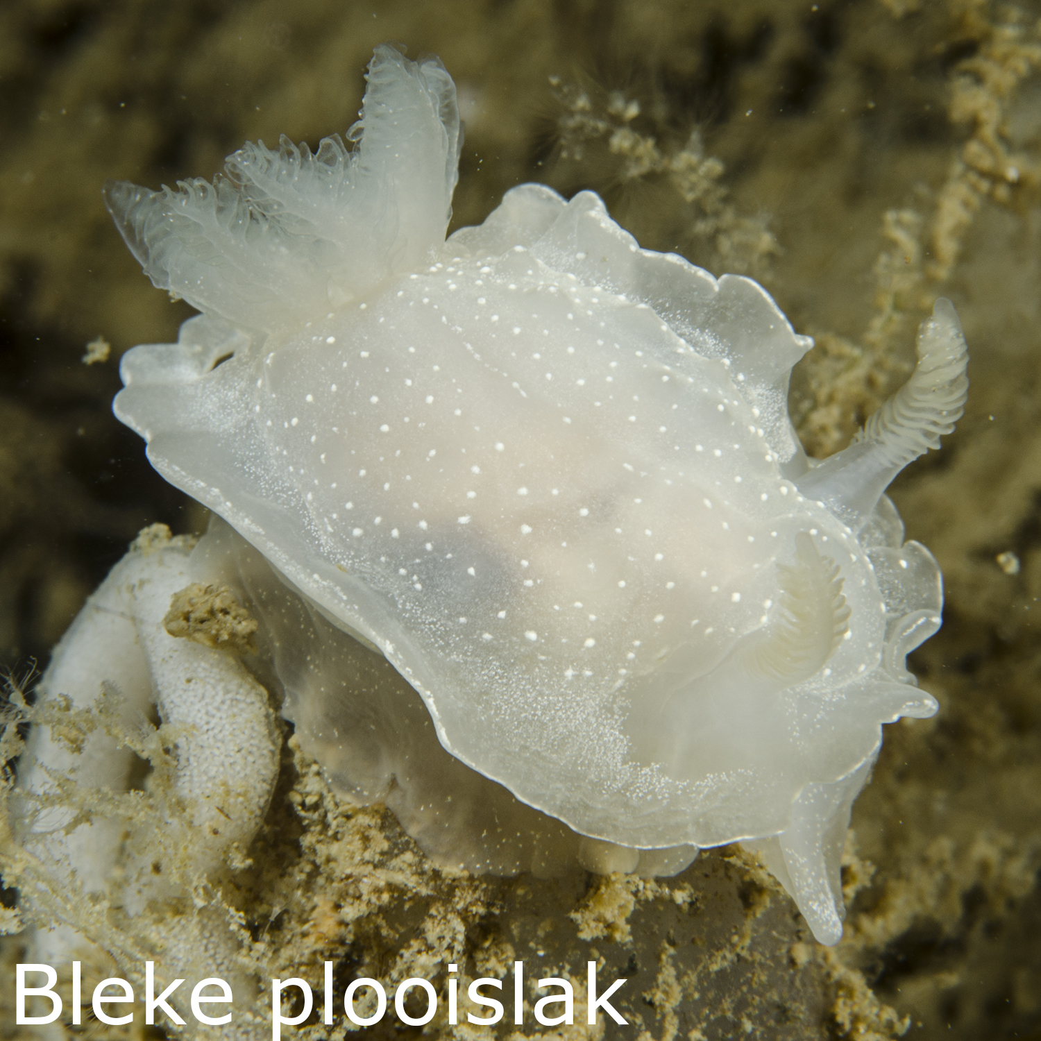 Bleke plooislak