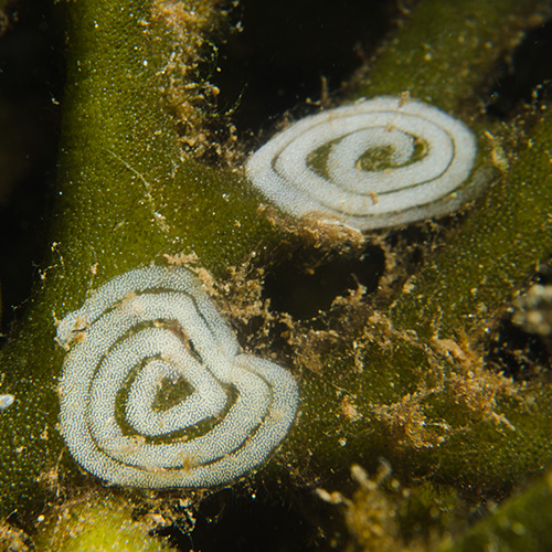 Groene Wierslak