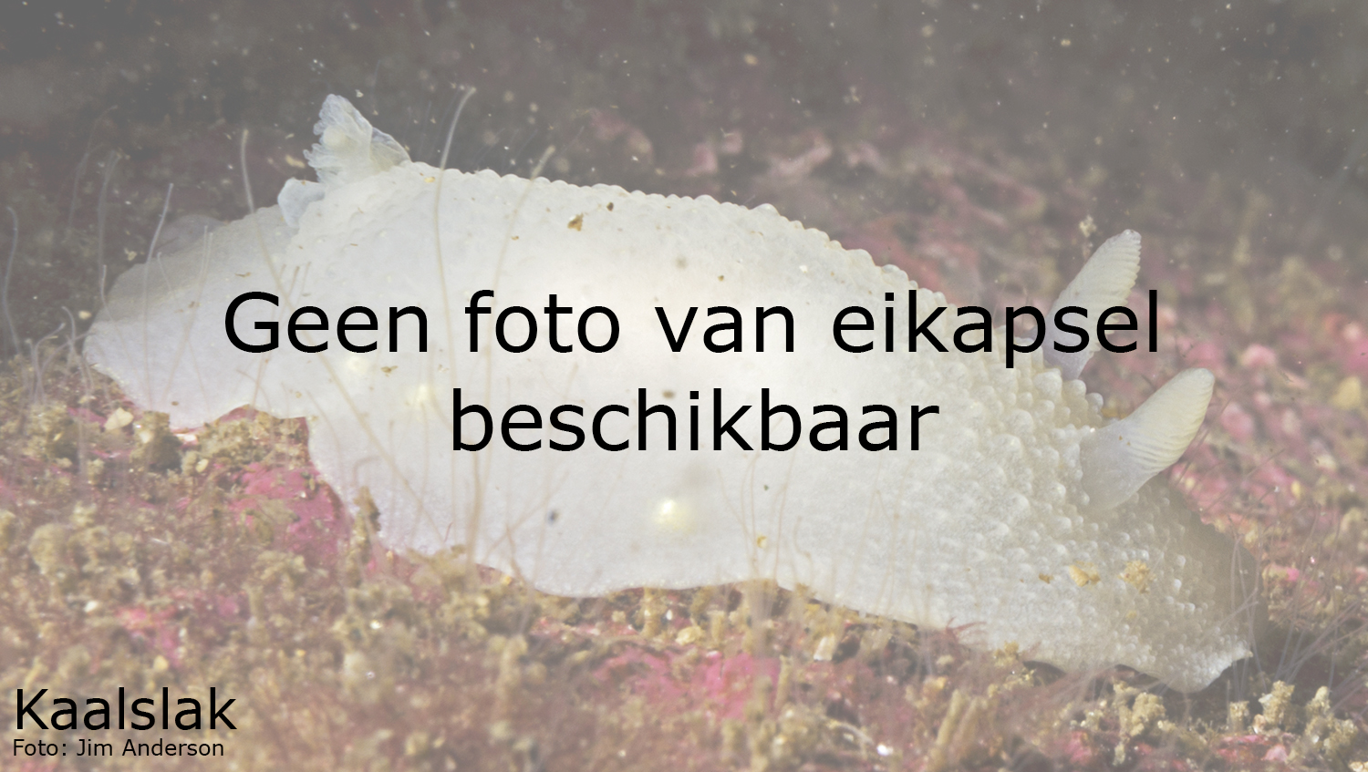Kaalslak