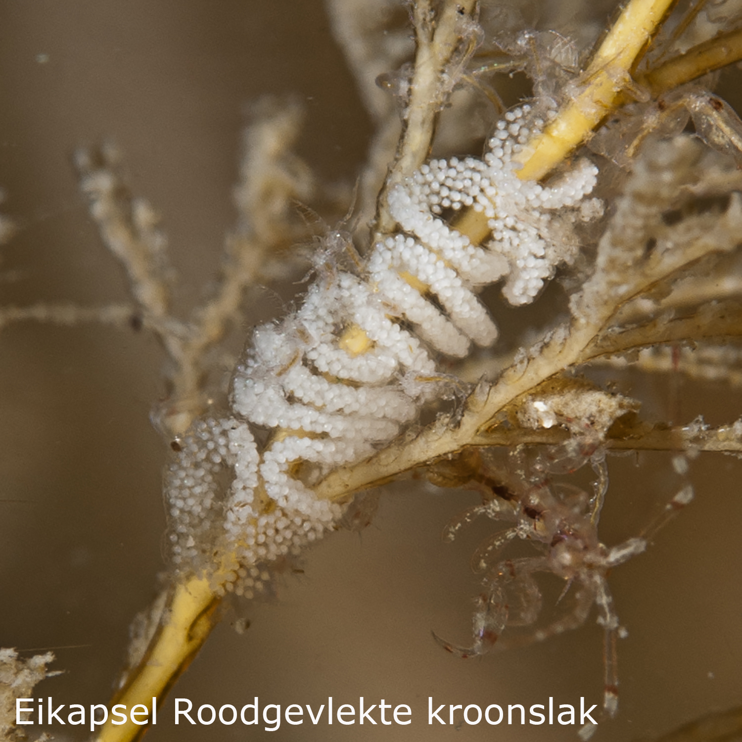 Roodgevlekte kroonslak