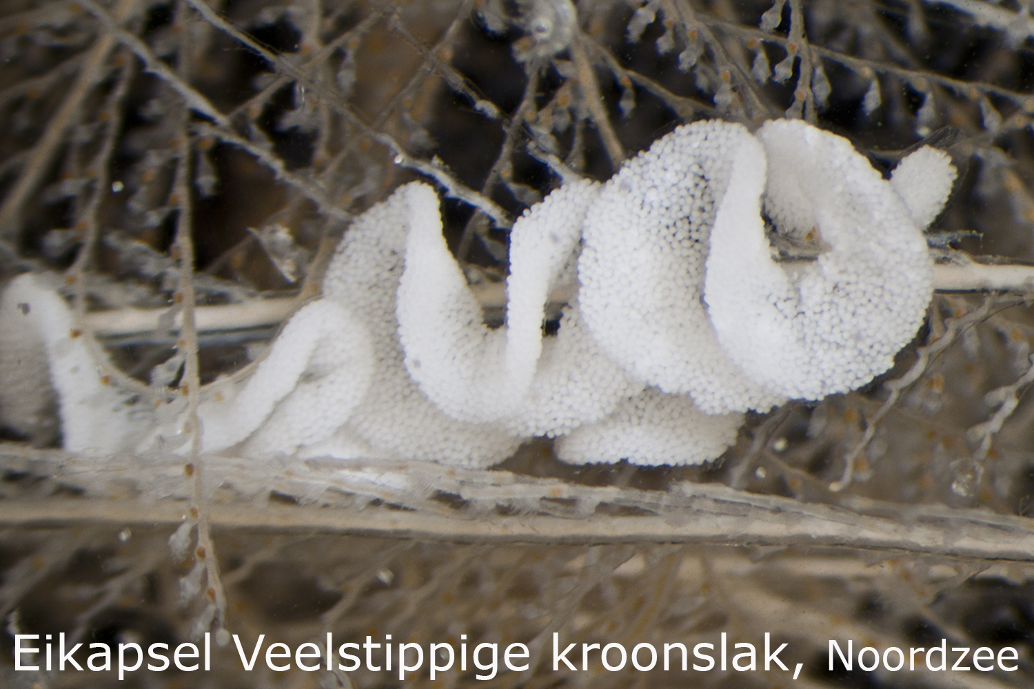 Veelstippige kroonslak