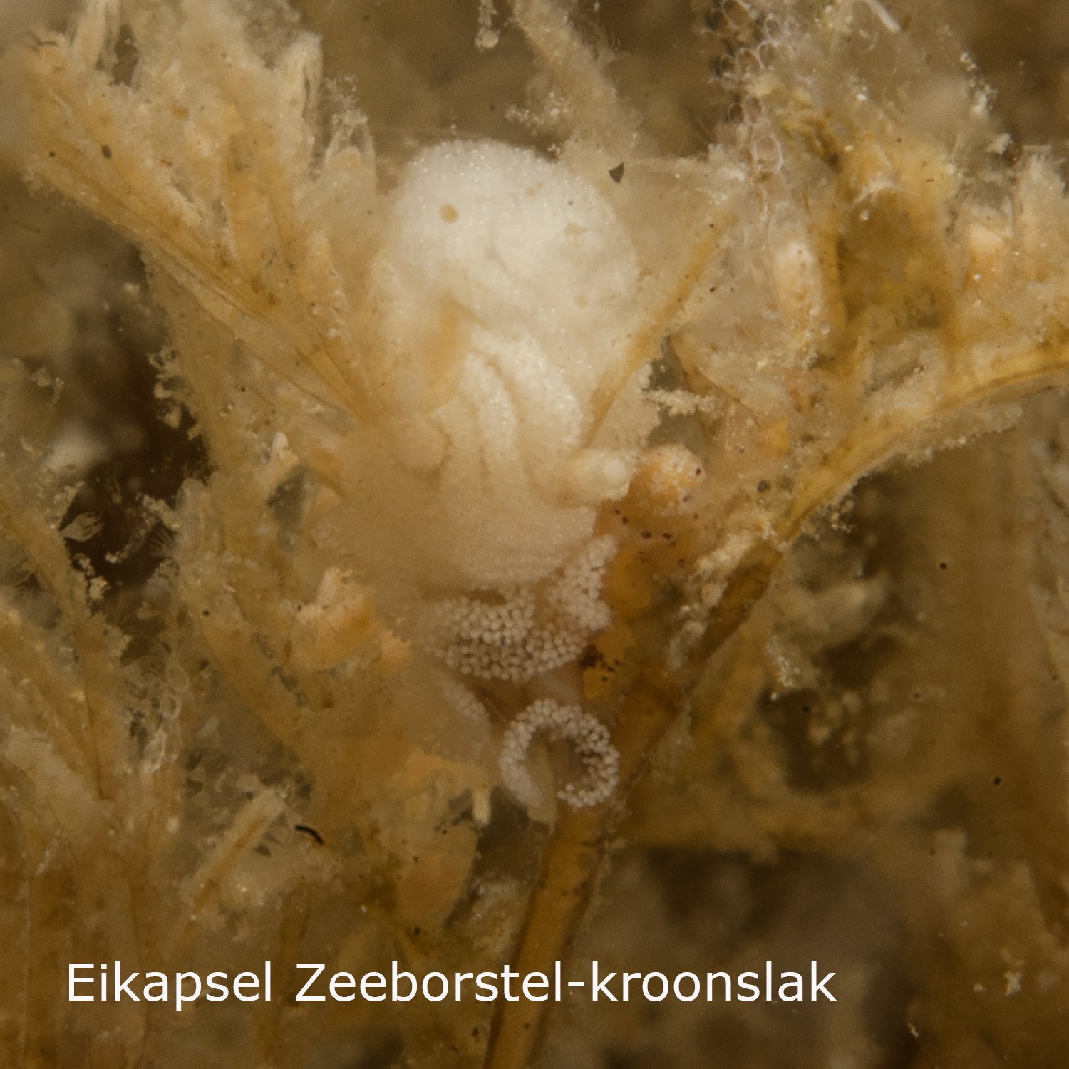 Zeeborstel-kroonslak