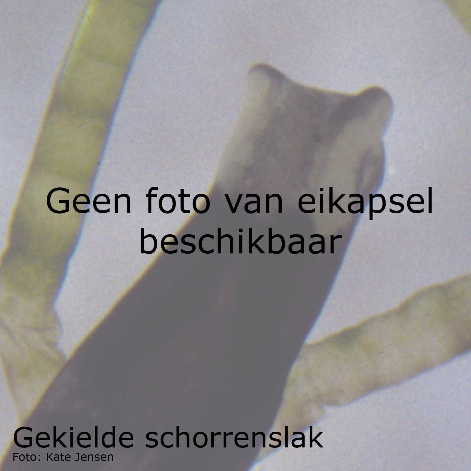 Gekielde Schorrenslak