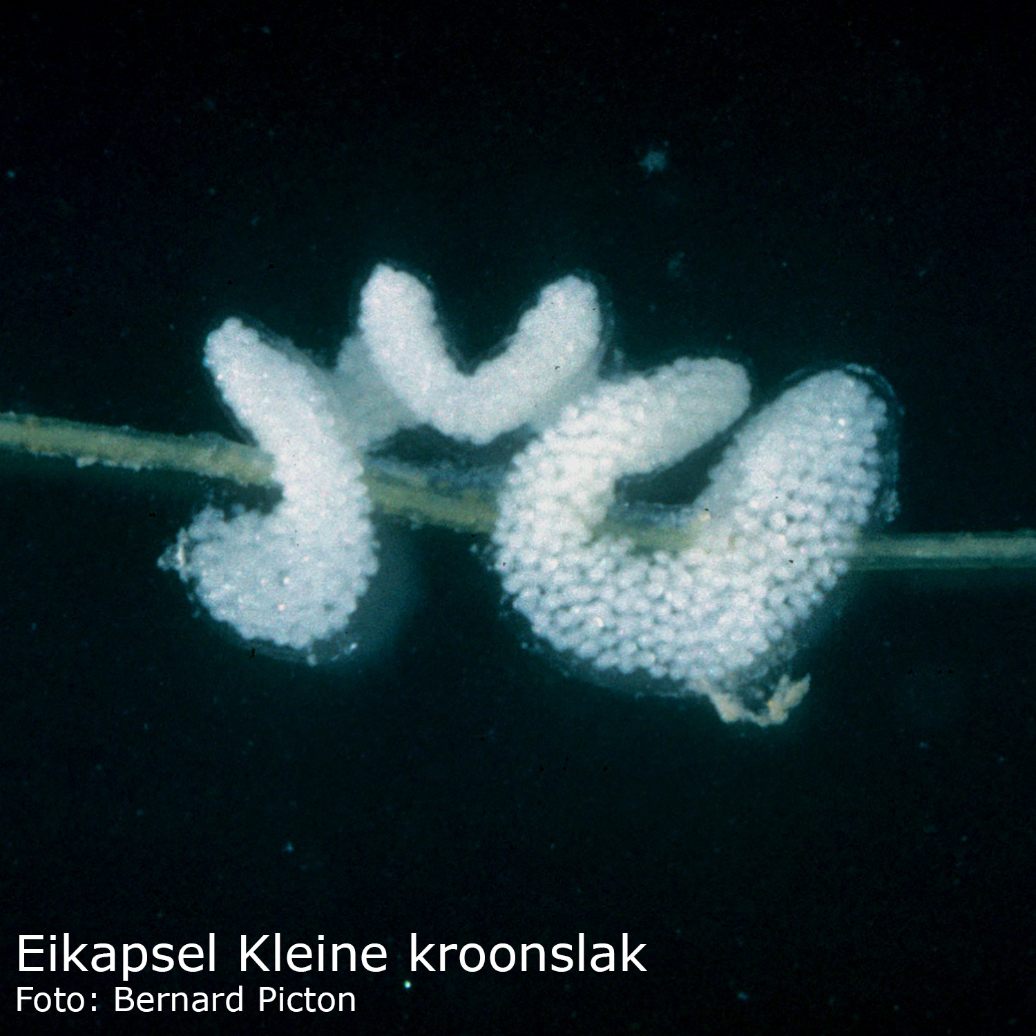 Kleine kroonslak