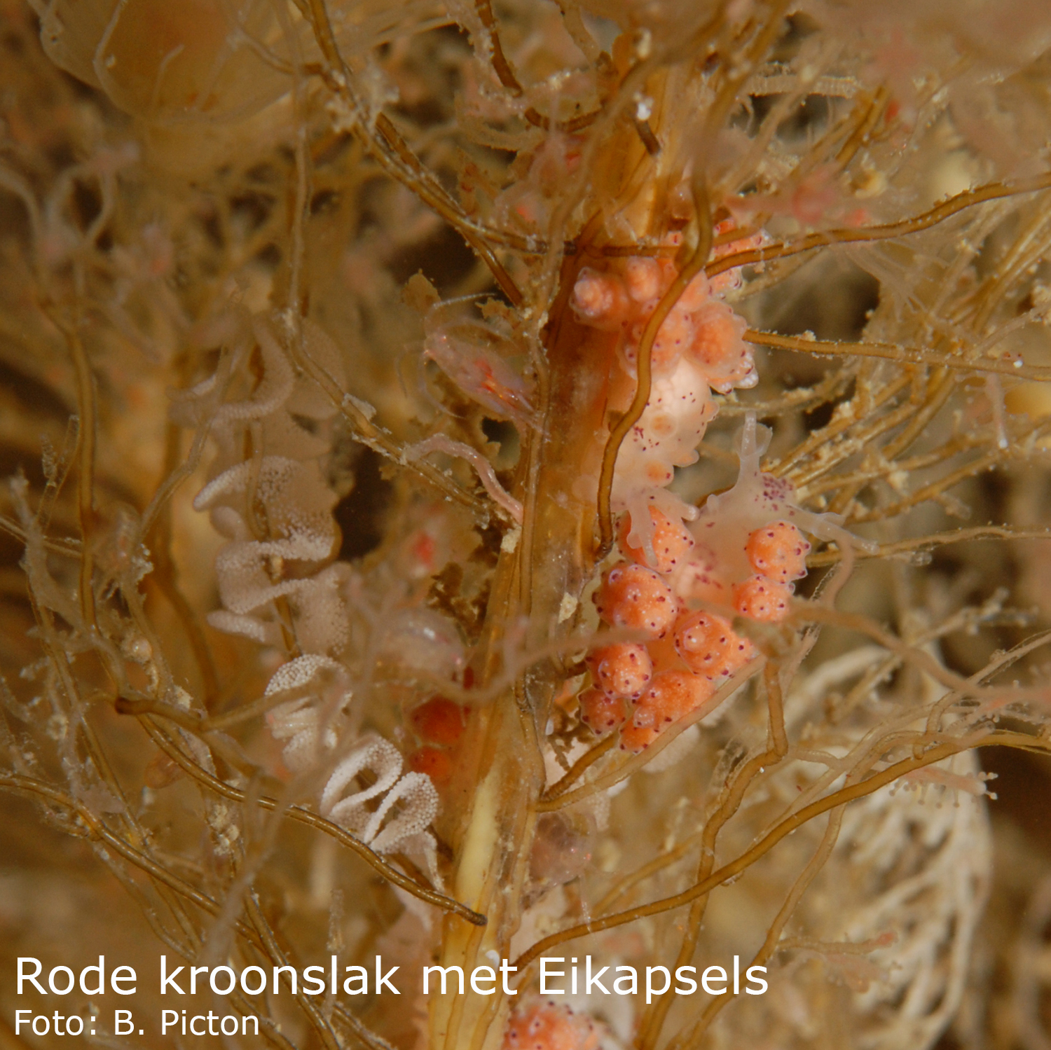 Rode kroonslak