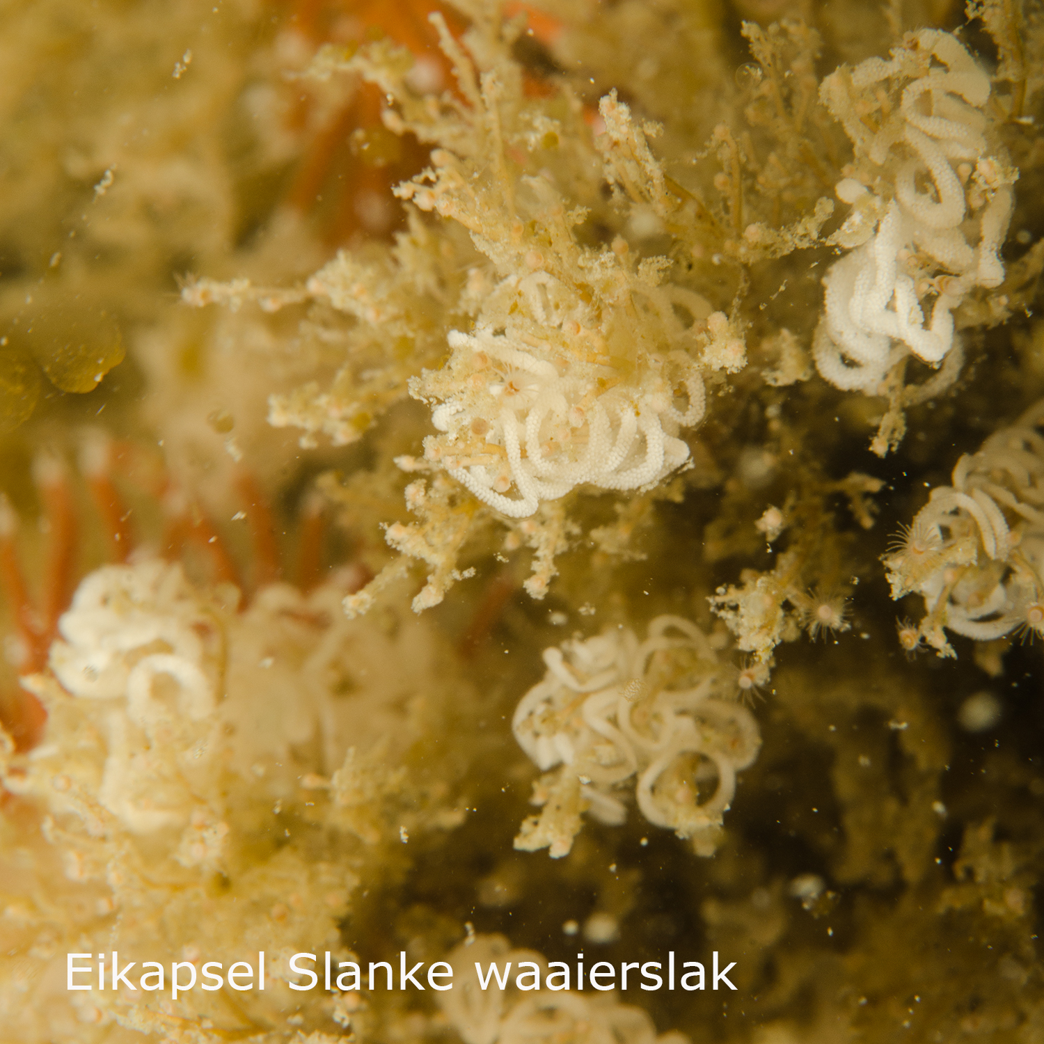 Slanke waaierslak