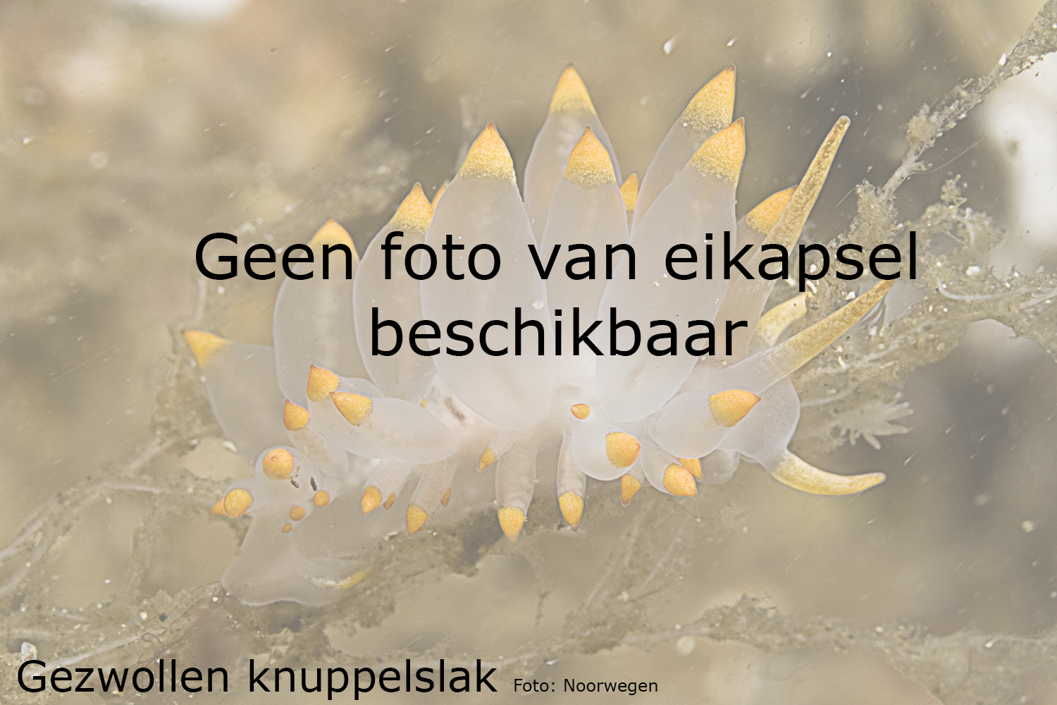 Gezwollen knuppelslak