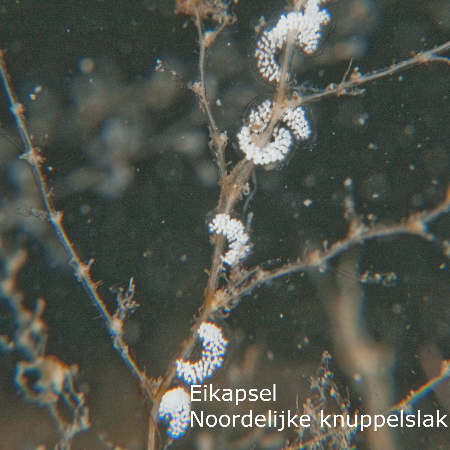 Noordelijke knuppelslak
