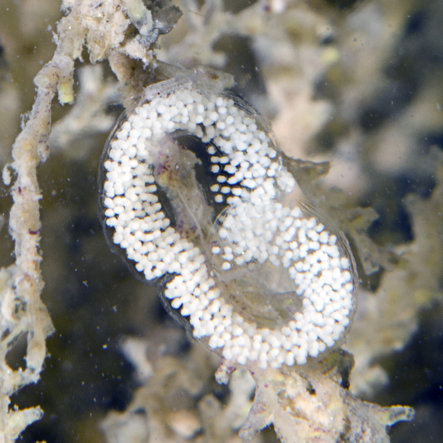 Hemelsblauwe knotsslak-complex