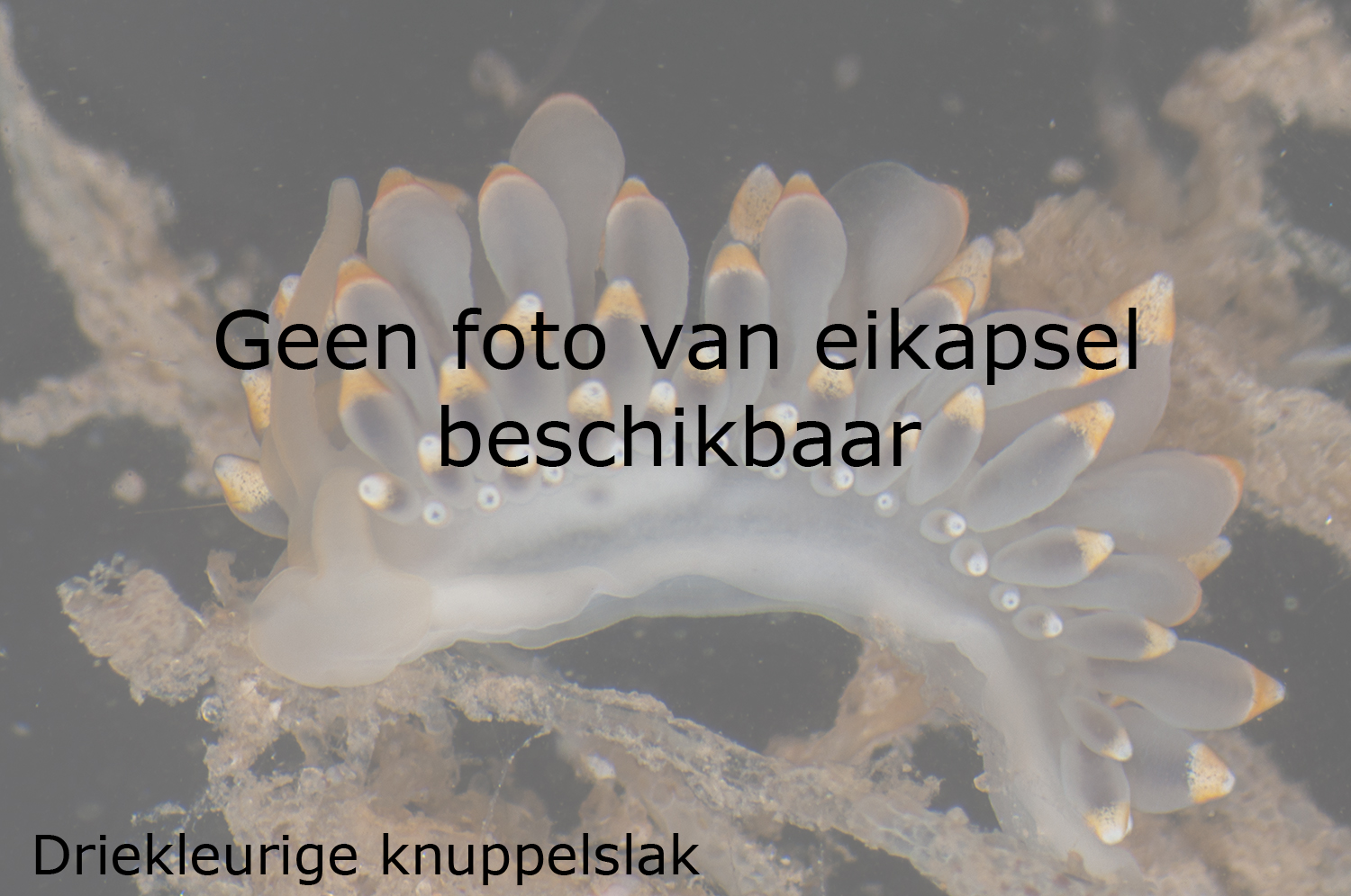Driekleurige knuppelslak