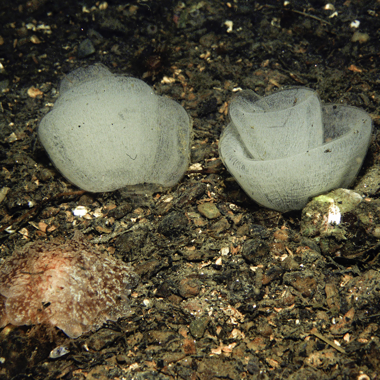 Pleurobranchus membranaceus