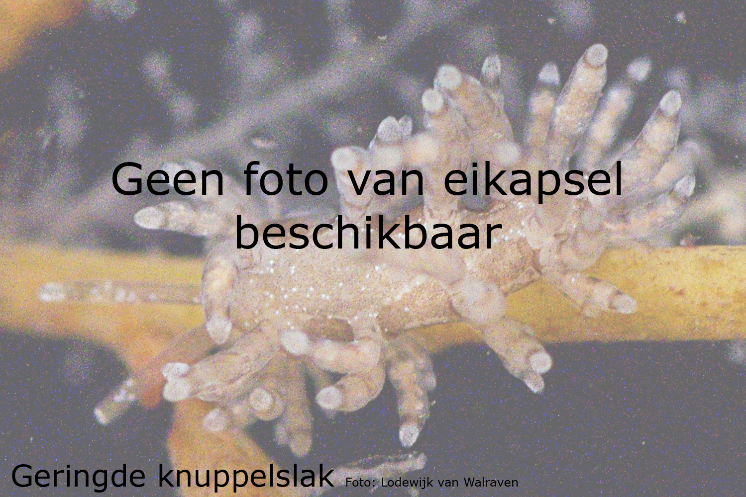 Geringde knuppelslak