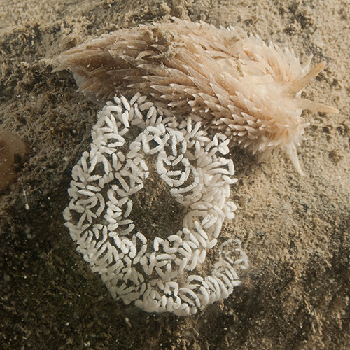 Grote vlokslak