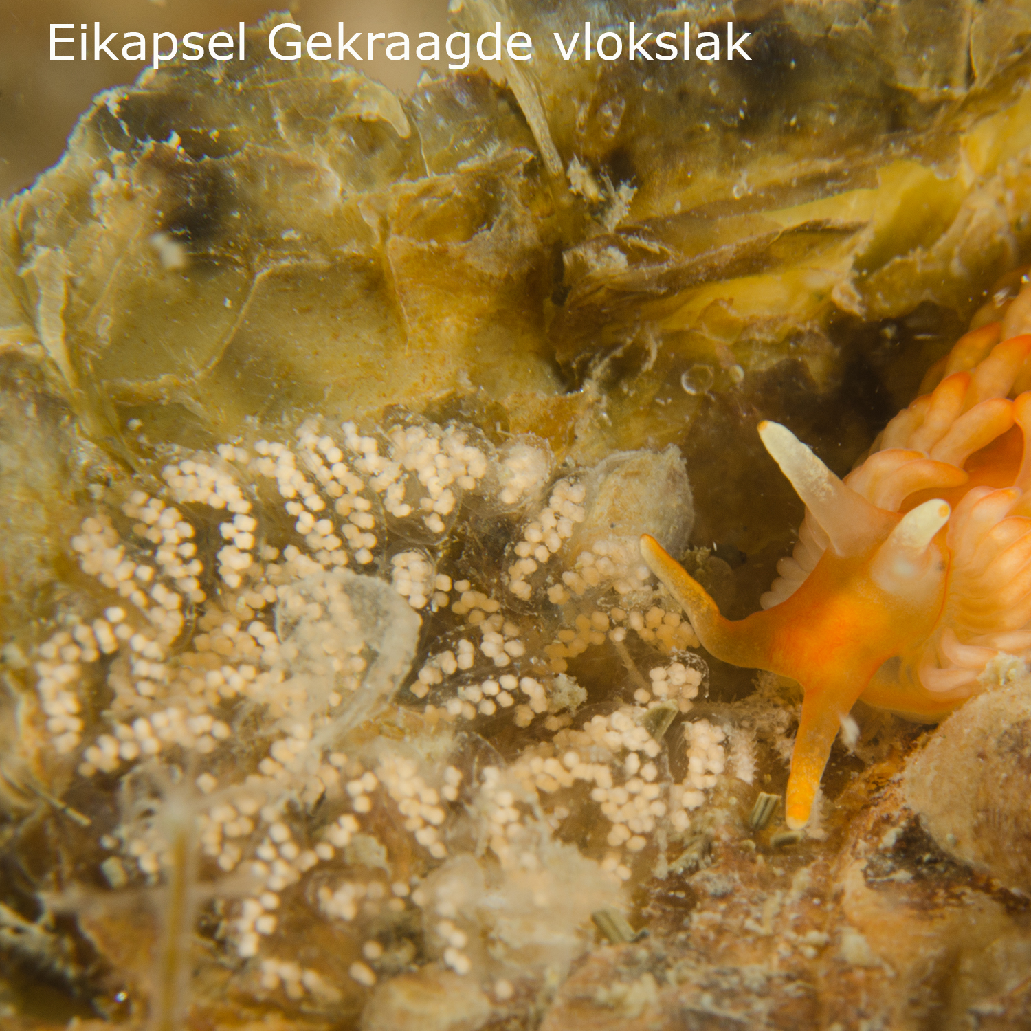 Gekraagde vlokslak