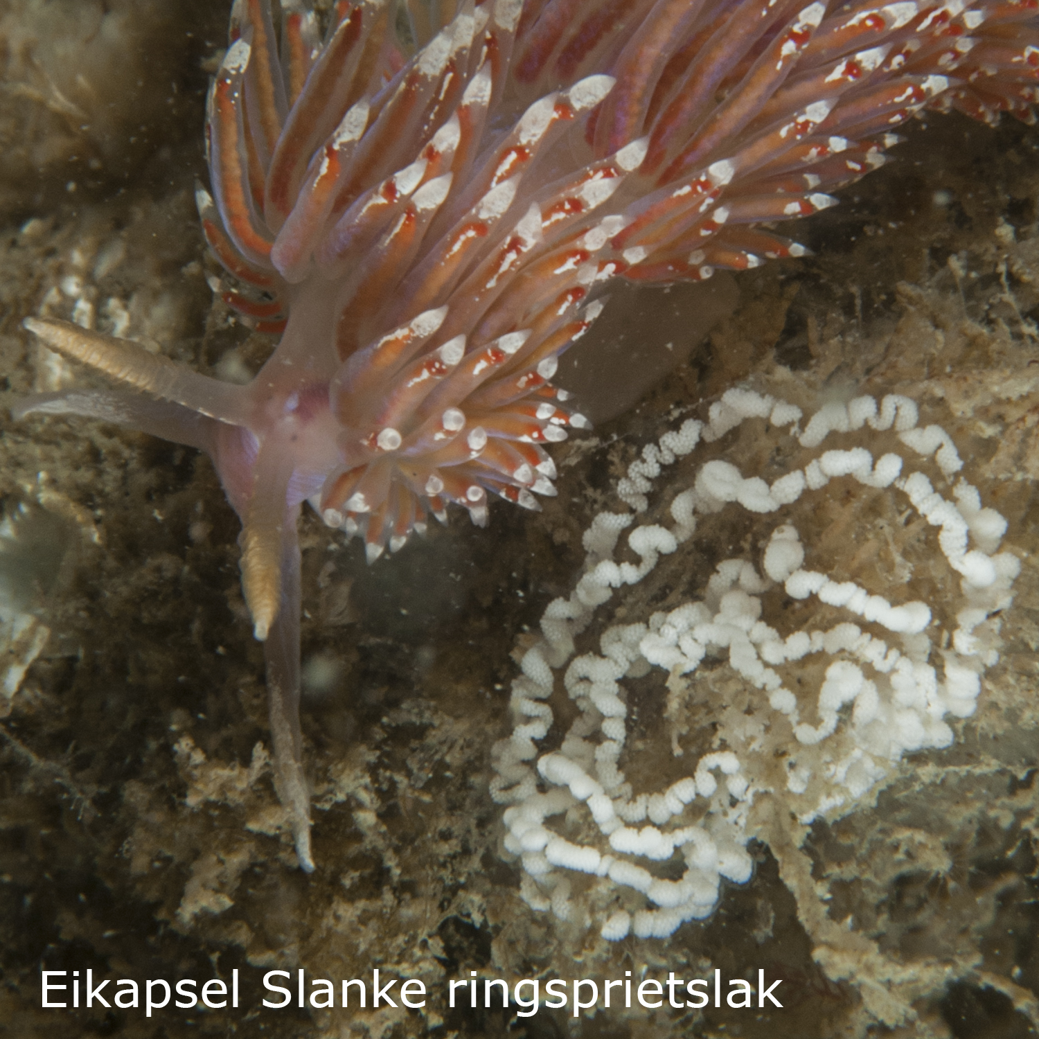 Slanke ringsprietslak