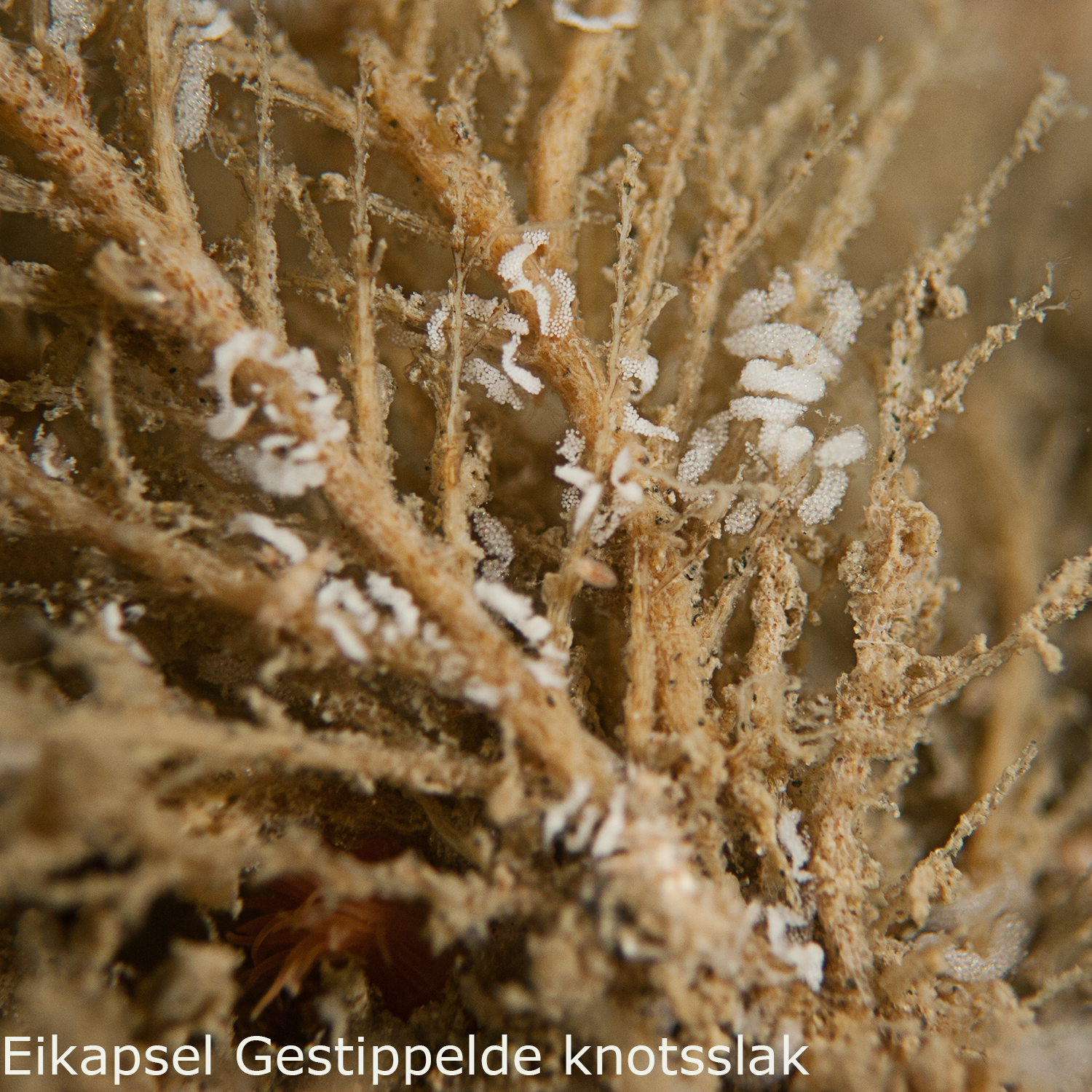 Gestippelde knotsslak