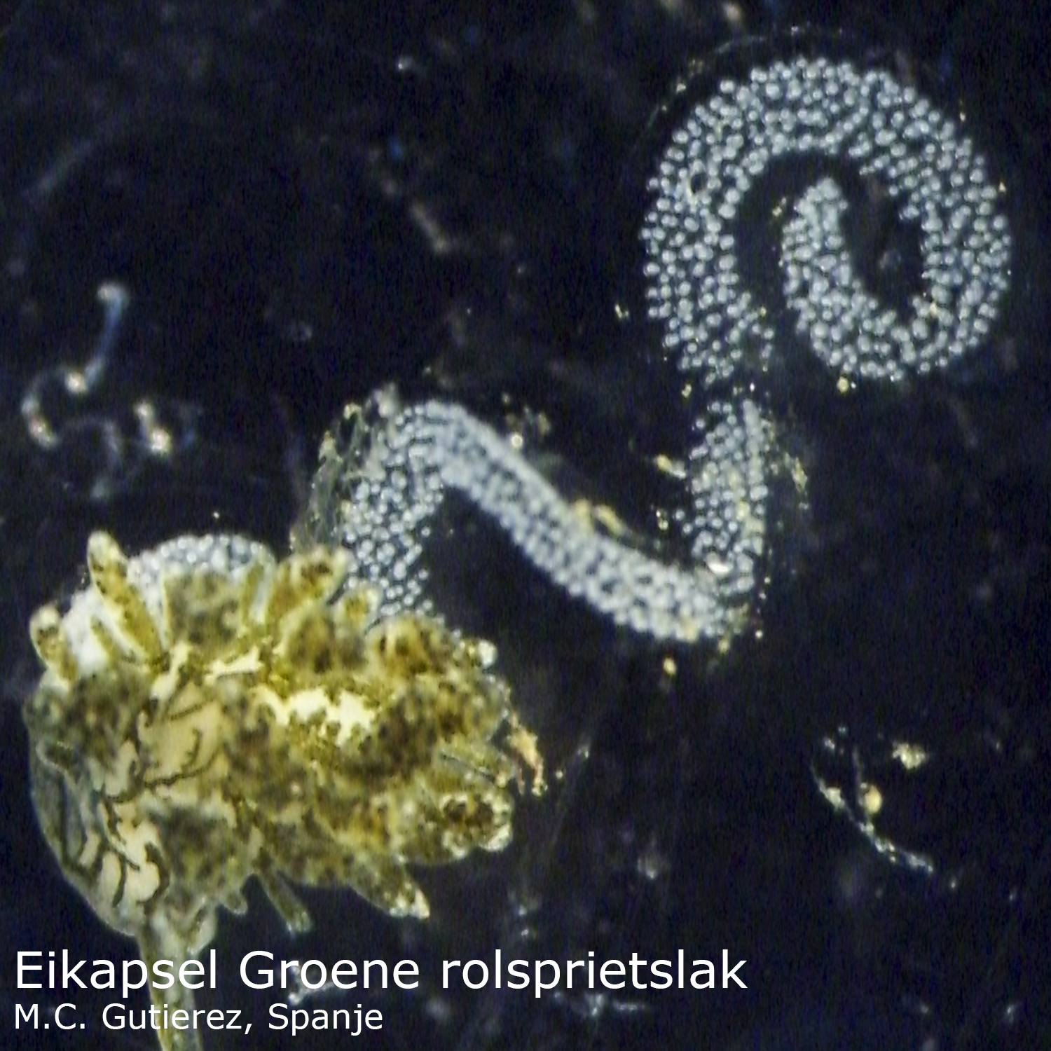 Groene rolsprietslak