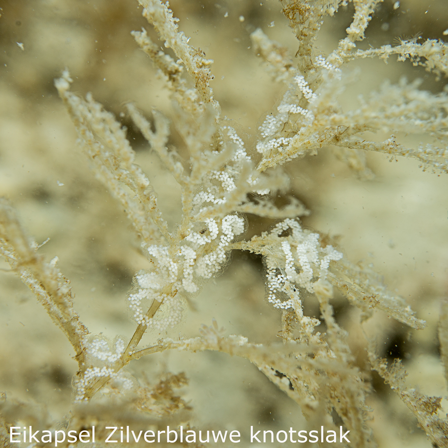 Zilverblauwe knotsslak